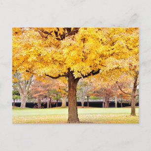 Autumn Vibes Briefkaart