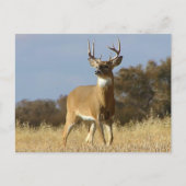 Autumn Whitetail Buck Briefkaart (Voorkant)