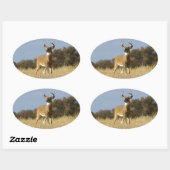Autumn Whitetail Buck Ovale Sticker (Vel)