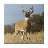 Autumn Whitetail Buck Tegeltje (Voorkant)