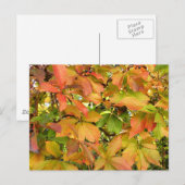 Autumn wilde wijnstokbladeren briefkaart (Voorkant / Achterkant)