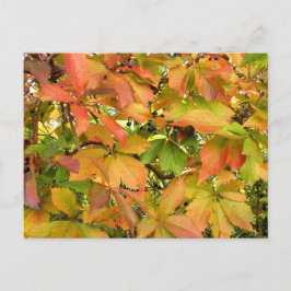 Autumn wilde wijnstokbladeren briefkaart