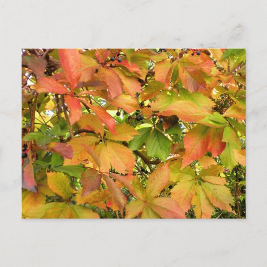 Autumn wilde wijnstokbladeren briefkaart (Voorkant)