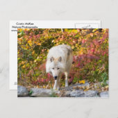 Autumn Wolf Briefkaart (Voorkant / Achterkant)