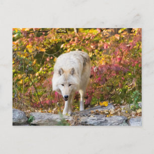 Autumn Wolf Briefkaart