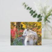 Autumn Wolf Briefkaart (Staand voorkant)