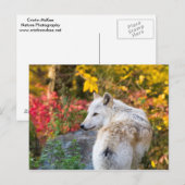 Autumn Wolf Briefkaart (Voorkant / Achterkant)