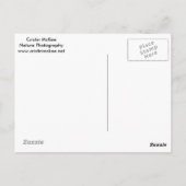 Autumn Wolf Briefkaart (Achterkant)