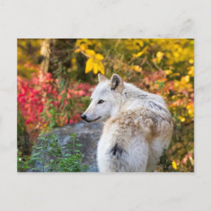 Autumn Wolf Briefkaart