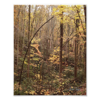 Autumn Woodland Foto Afdruk