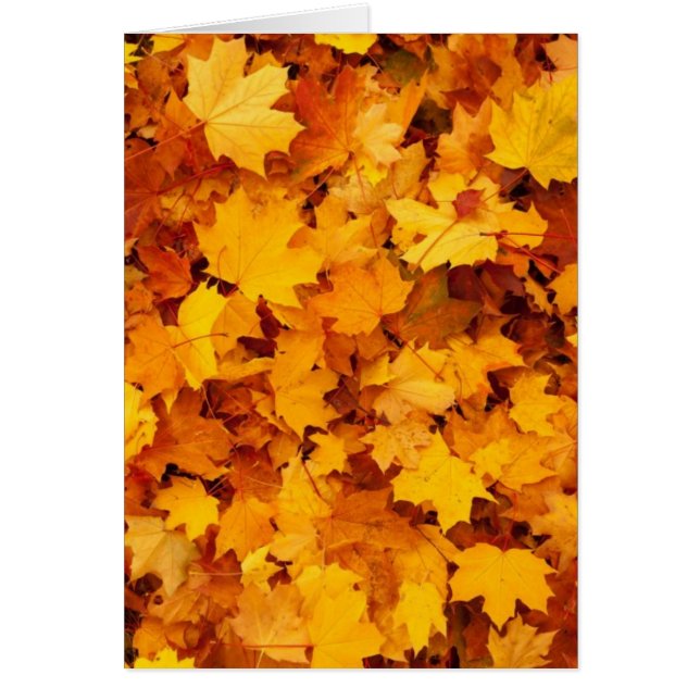 Autumn Yellow Maple Leaves (Voorkant)