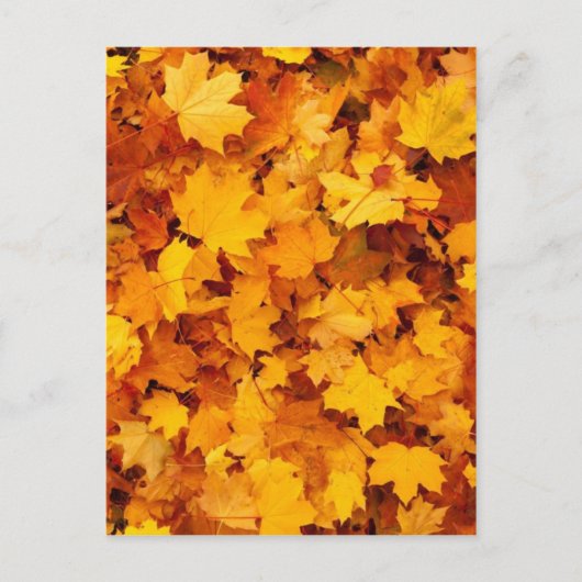 Autumn Yellow Maple Leaves Briefkaart (Voorkant)