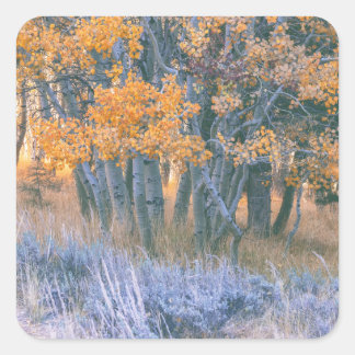 Autumnal Aspens Forest Vierkante Sticker