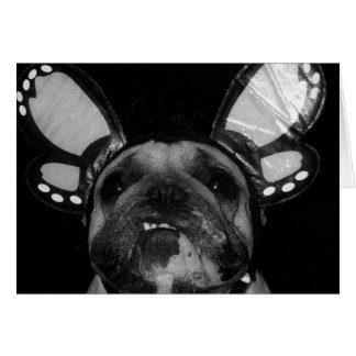 Ava Butterfly-kaarten