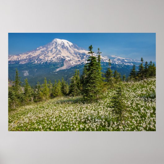 Avalanche lilies en Mount Rainier Poster (Voorkant)