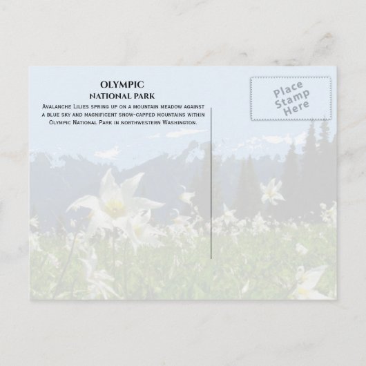 Avalanche Lilies, Mountains, Olympisch Nationaal P Briefkaart (Achterkant)