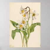 Avalanche Lily (Erythronium montanum) Poster (Voorkant)