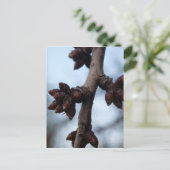 Avant la carte postale Blossom (Debout devant)