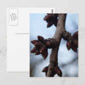 Avant la carte postale Blossom (Devant / Derrière)