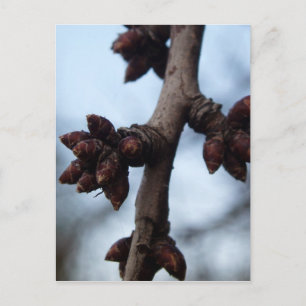 Avant la carte postale Blossom