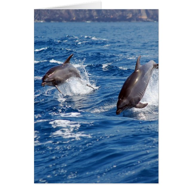 Aventure de dauphin (Devant)