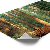 Avenue de Giants, Humboldt, CA Poster (Hoek)