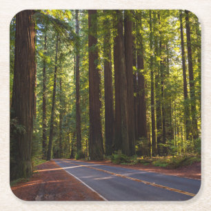 Avenue of Giant Redwood California Vierkante Kartonnen Onderzetter