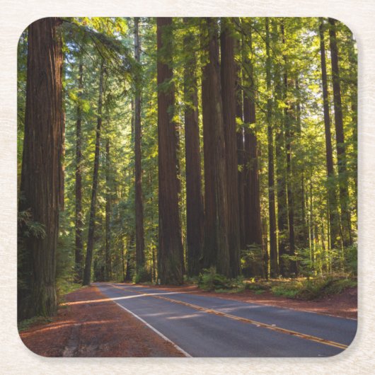 Avenue of Giant Redwood California Vierkante Kartonnen Onderzetter (Voorkant)