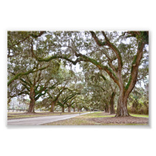 Avenue of the Oaks, South Carolina Foto Afdruk