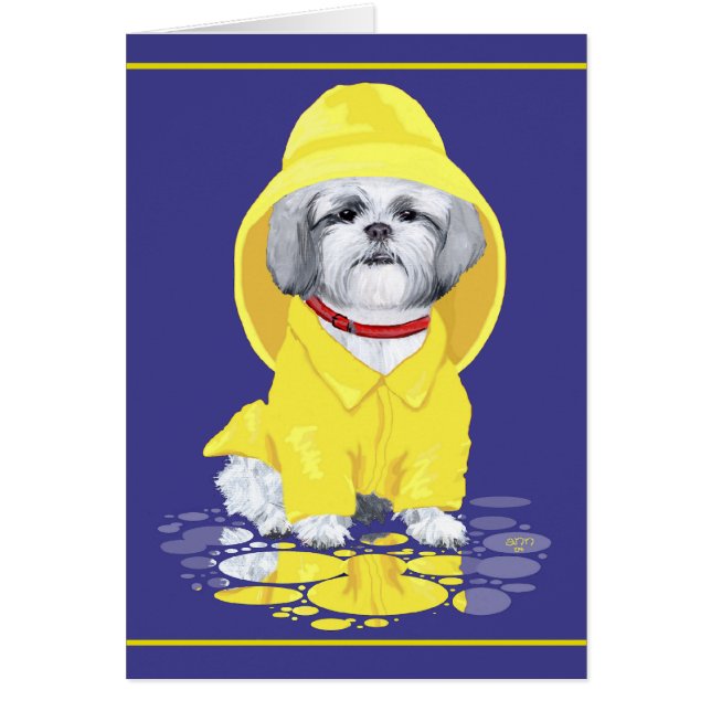 Averses d'avril de Shih Tzu (Devant)