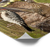 Aves de Traspatio de Arizona ID Poster (Coin)