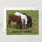 Avez-vous HERD ? Carte postale Trois Vaches (Devant / Derrière)
