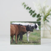 Avez-vous HERD ? Carte postale Trois Vaches (Debout devant)