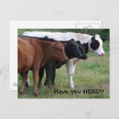 Avez-vous HERD ? Carte postale Trois Vaches (Devant / Derrière)