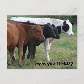 Avez-vous HERD ? Carte postale Trois Vaches