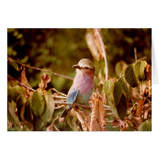 Aviary (Voorkant Horizontaal)