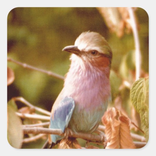 Aviary Vierkante Sticker (Voorkant)