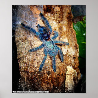 Avicularia versicolor poster