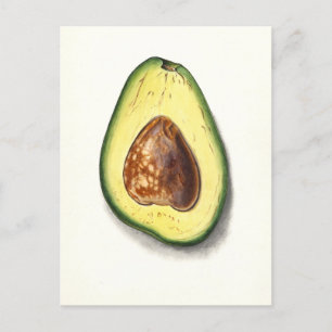 Avocado Botanische Illustratie Briefkaart