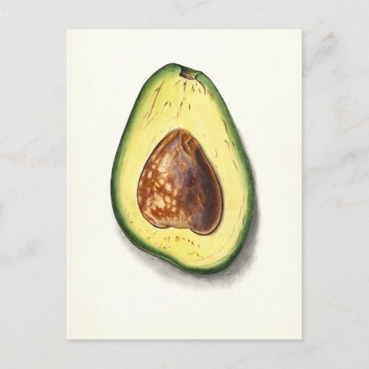  Avocado Botanische Illustratie Briefkaart (Voorkant)