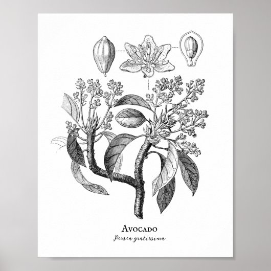 Avocado  Botanische illustratie Poster (Voorkant)