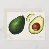 Avocado-illustratie Briefkaart (Voorkant / Achterkant)