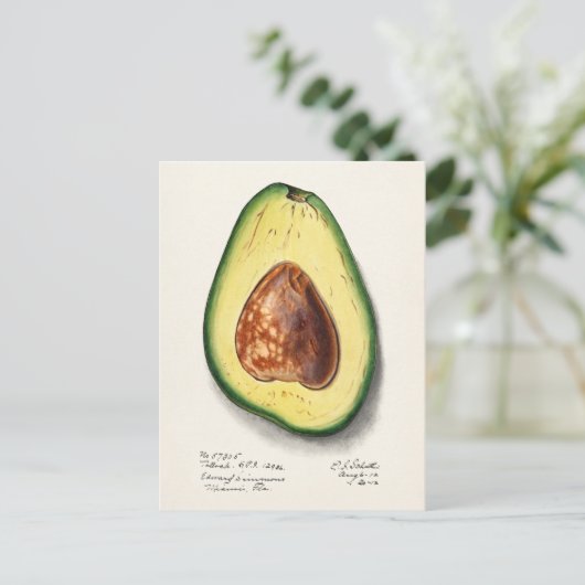 Avocado (Persa) Waterverf Briefkaart (Staand voorkant)