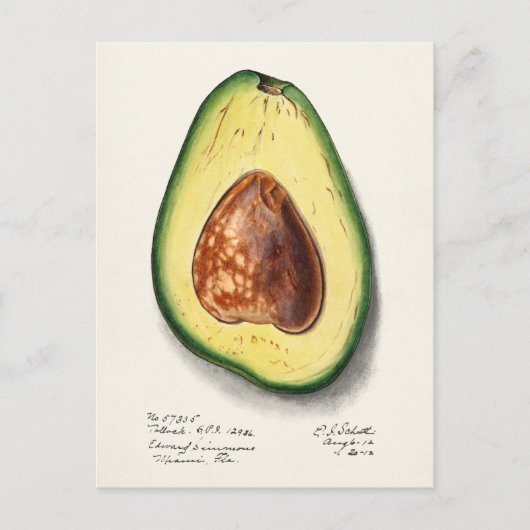 Avocado (Persa) Waterverf Briefkaart (Voorkant)