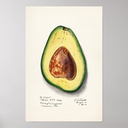 Avocado (Persa) Waterverf Poster (Voorkant)