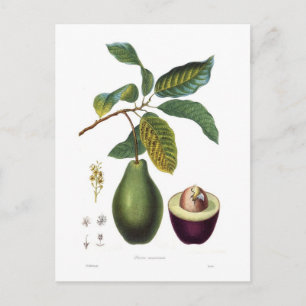 Avocado (Persea americana) Briefkaart