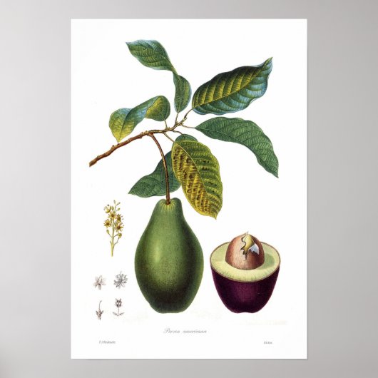Avocado (Persea americana) Poster (Voorkant)