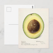 Avocado (Persea) — Waterverf van fruit Briefkaart (Voorkant / Achterkant)