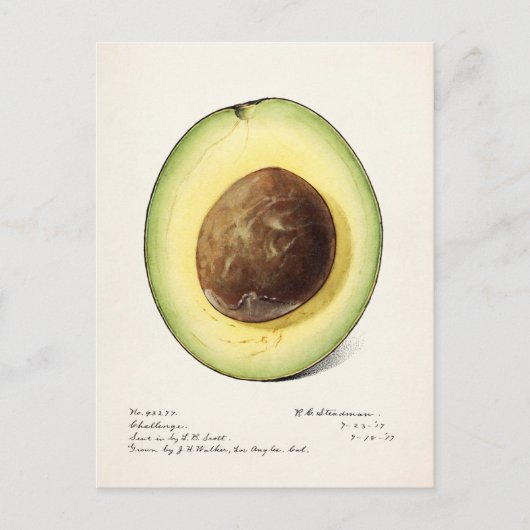 Avocado (Persea) — Waterverf van fruit Briefkaart (Voorkant)