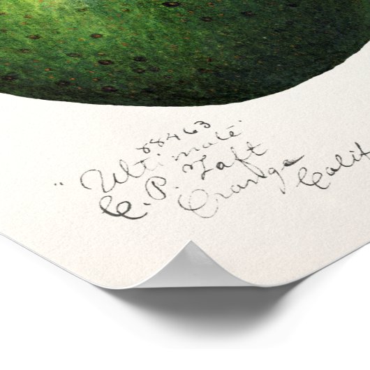 Avocado (Persea) — Waterverf van fruit Poster (Hoek)
